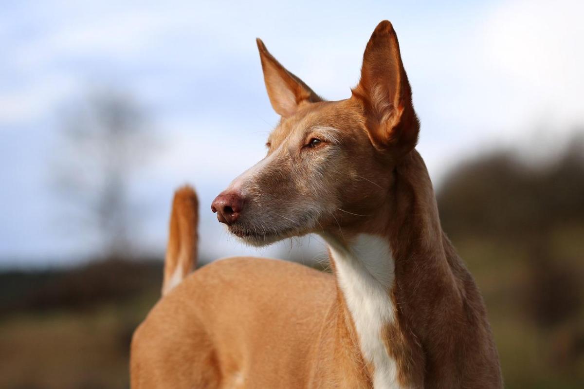 Tipi di Podenco