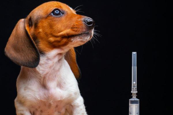 Diabete nel cane: sintomi, cause e cura - Trattamento del diabete nel cane