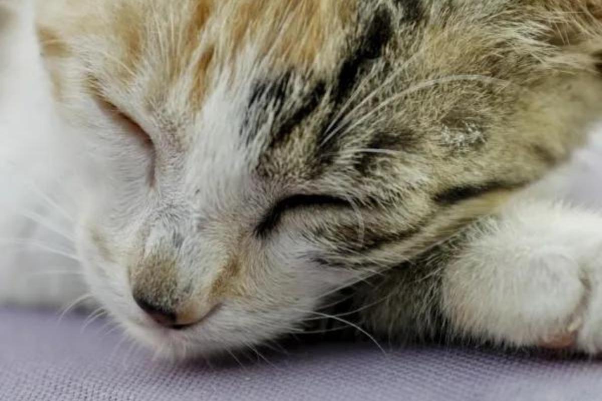 Gastroenterite nel gatto: sintomi, durata e come curarla