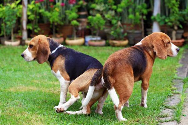 Perché i cani restano attaccati dopo l'accoppiamento?