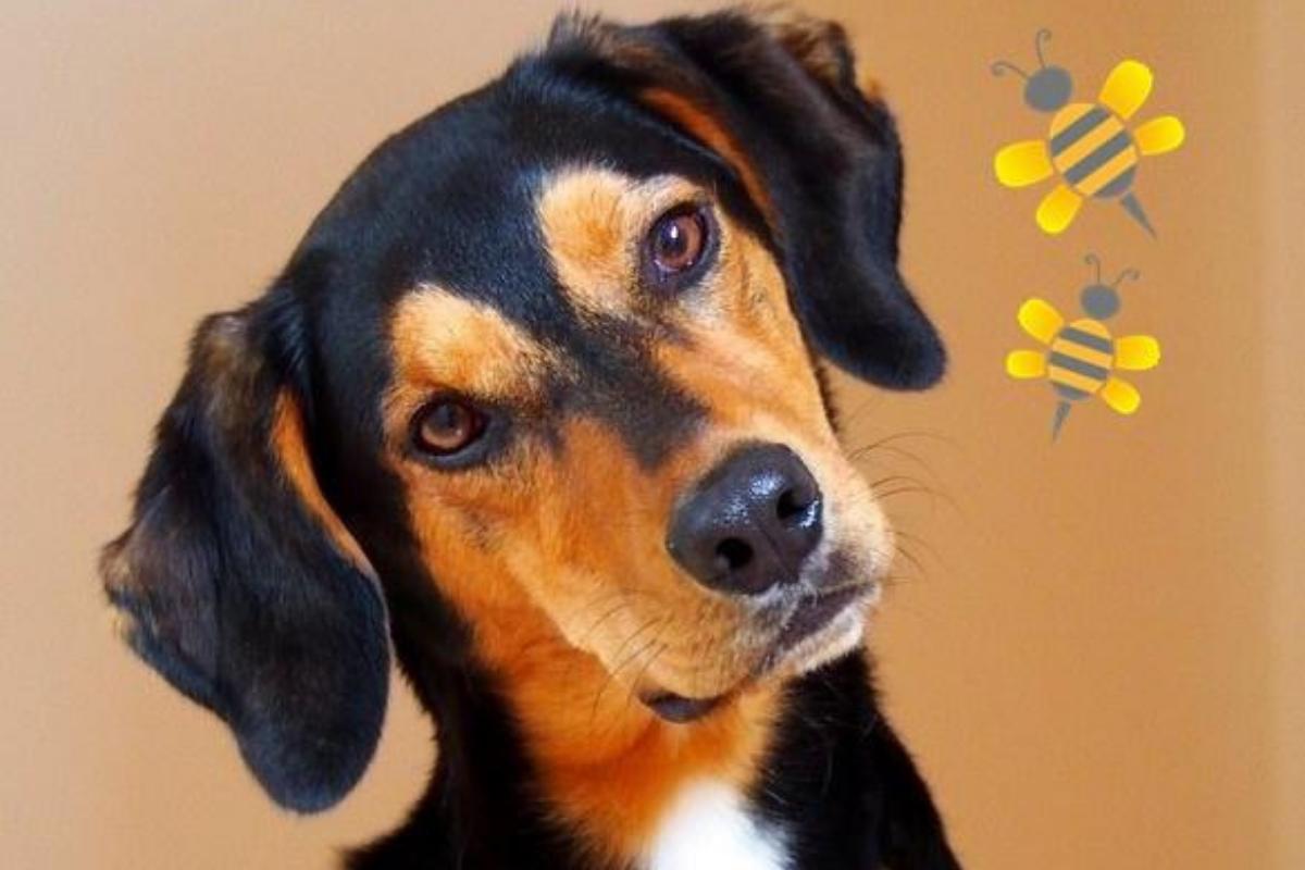 Puntura di ape nel cane