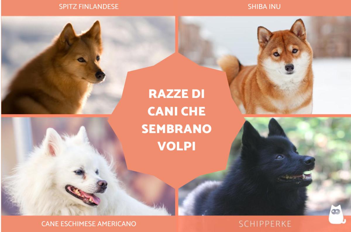 Razze di cani che sembrano volpi