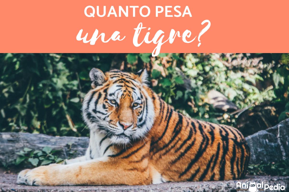 Il peso della tigre
