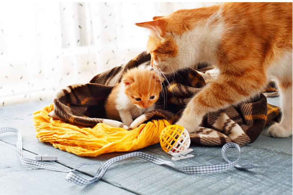 Mamma gatta soffre il distacco?