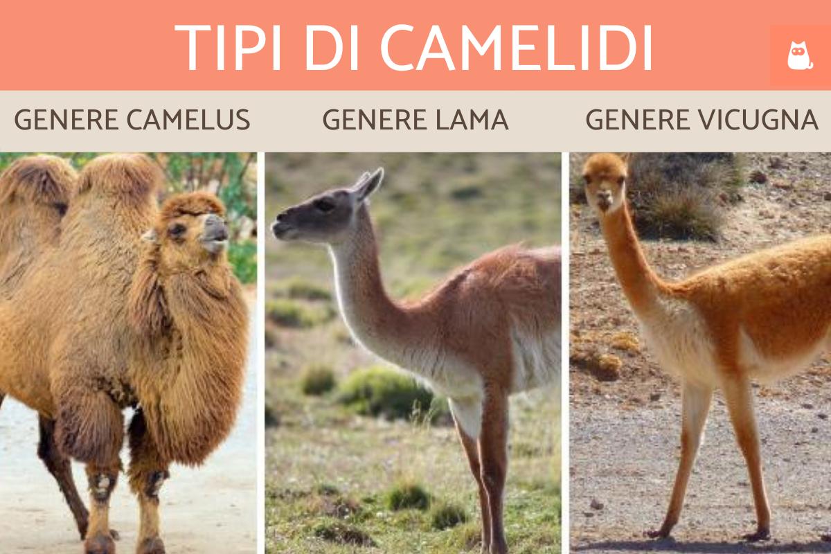 Camelidi: Tipi, caratteristiche e habitat