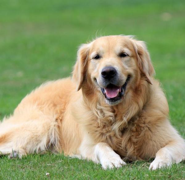 Golden Retriever: 10 curiosità e pregi della razza