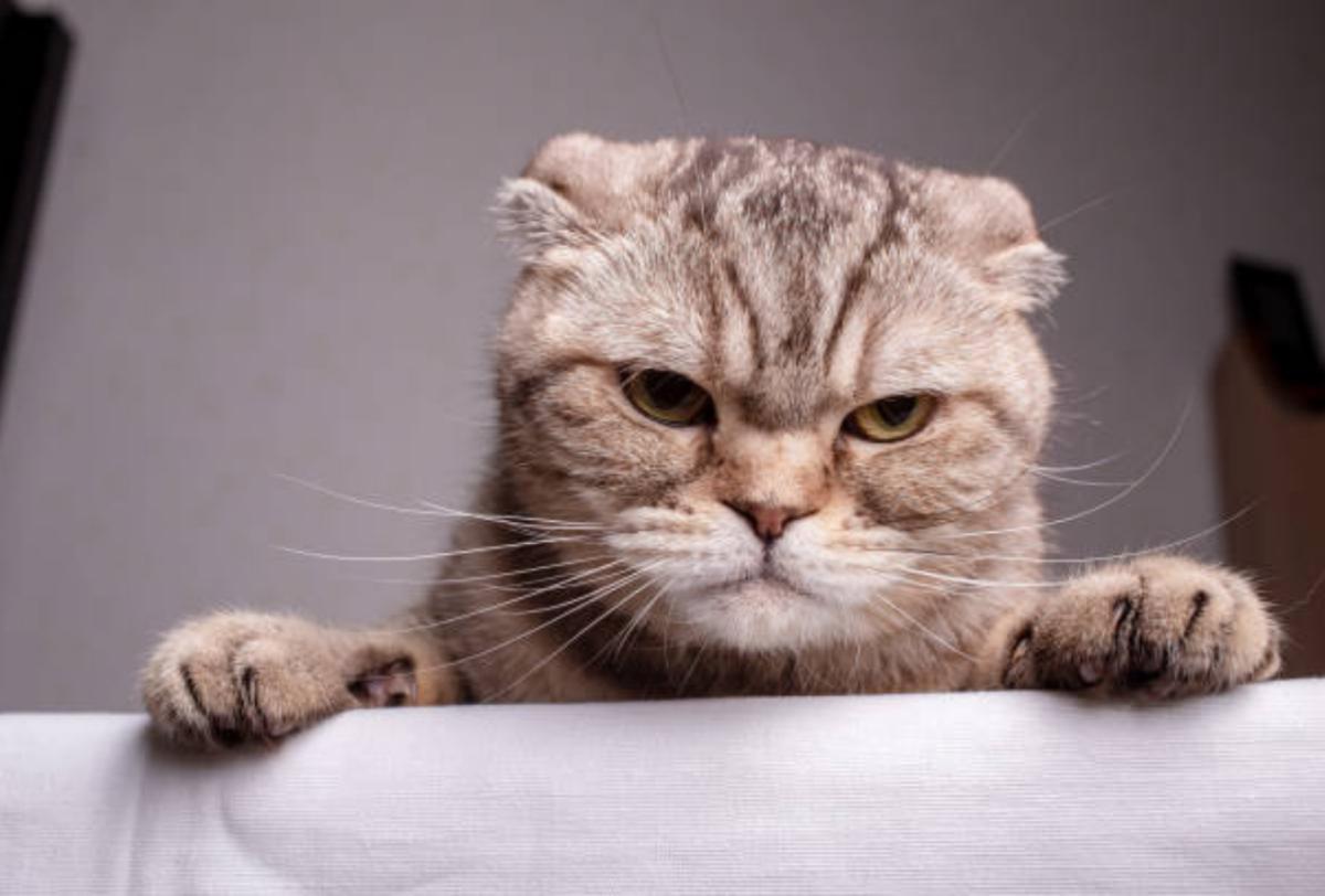 Il gatto è improvvisamente irrequieto: cause e cosa fare