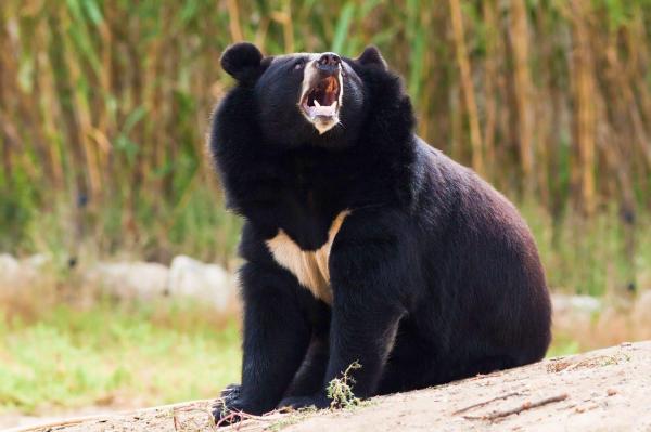 50 Animali giapponesi - 1. Orso dal collare o orso tibetano