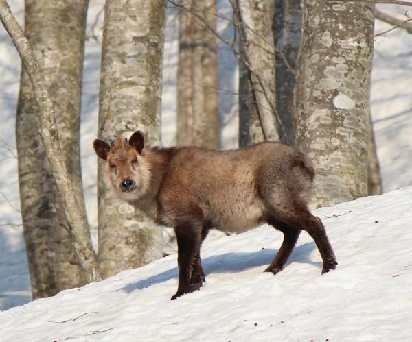 50 Animali giapponesi - 3. Capricorno del Giappone