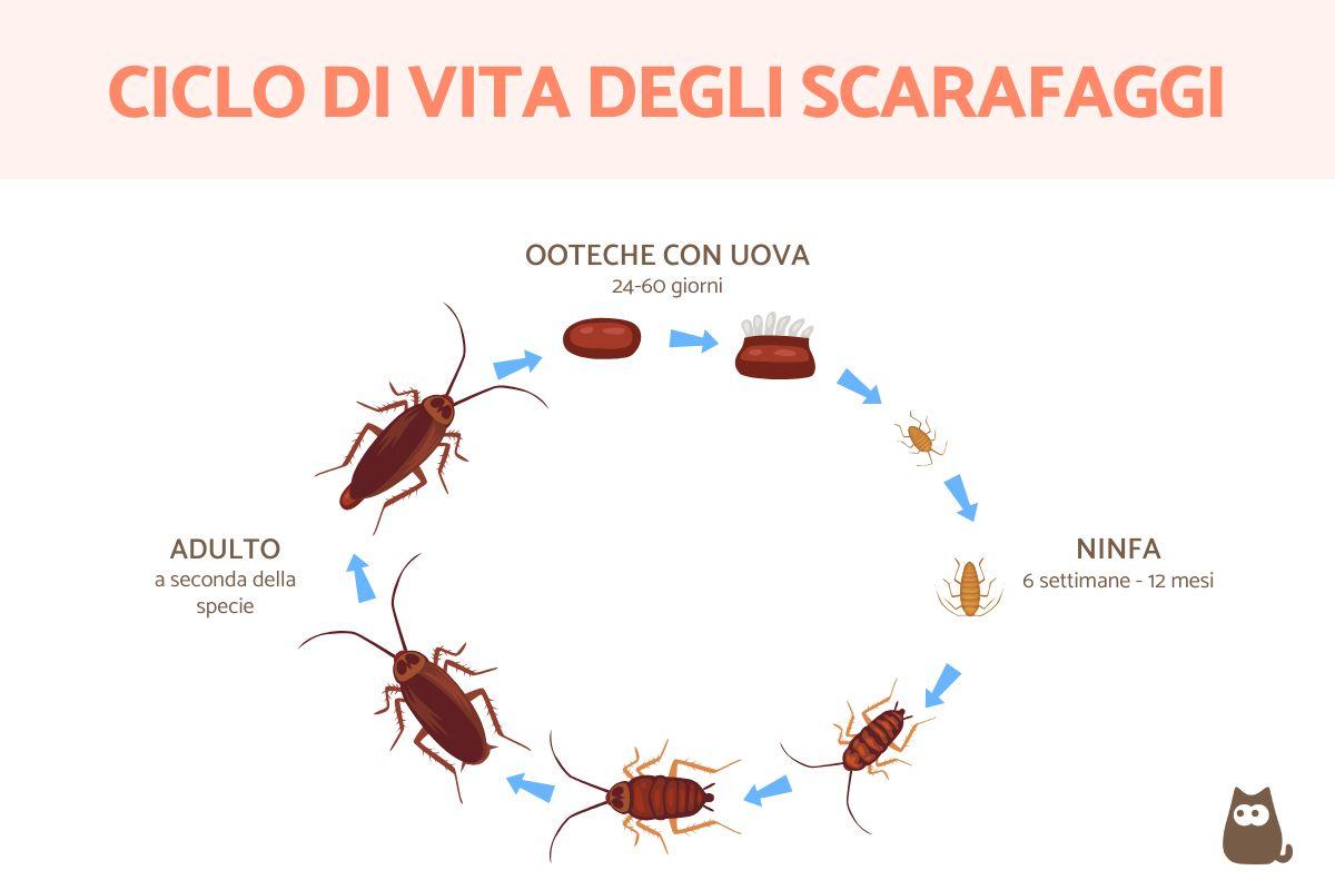 Quanto vive una blatta?
