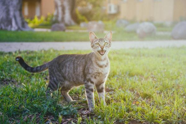 Cosa significa quando il gatto muove la punta della coda - Felicità