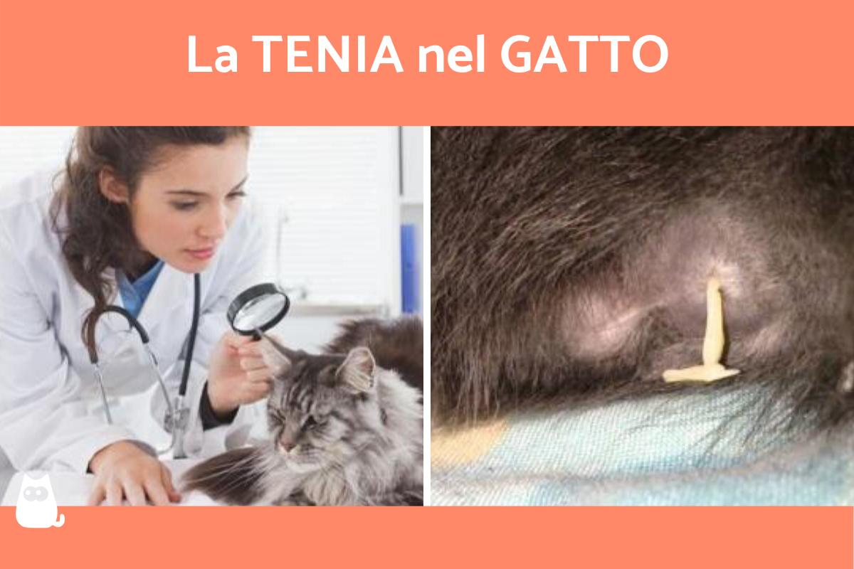 Tenia nel gatto: sintomi, contagio e cura