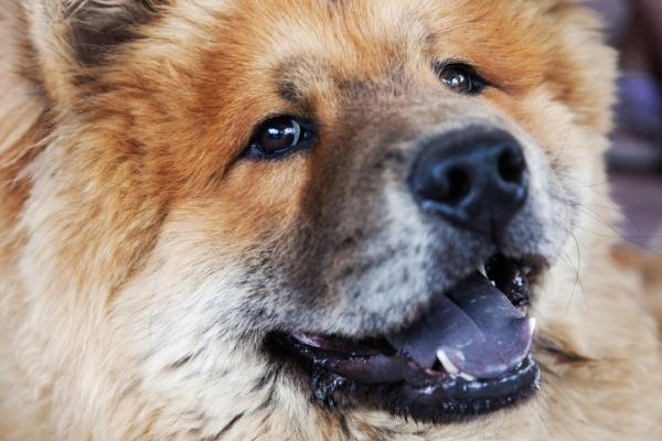 Cane con la lingua blu: il Chow Chow