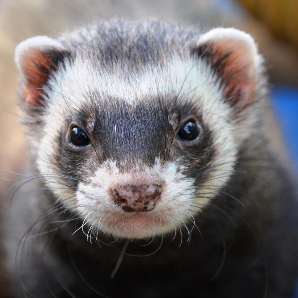 Il furetto come animale domestico
