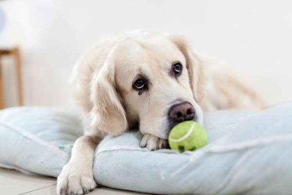 Il mio cane non gioca: cosa fare?