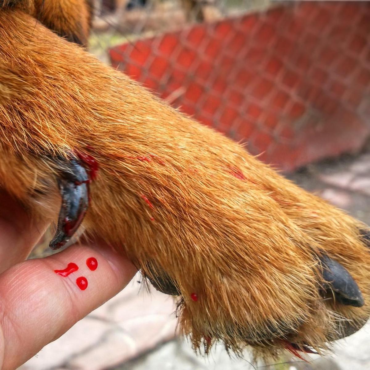 Malattia di Von Willebrand nel cane - Sintomi e terapia