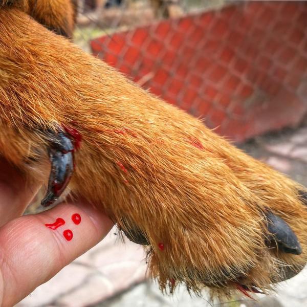 Malattia di Von Willebrand nel cane - Sintomi e terapia