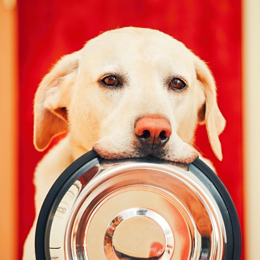 come fare lo slime con colla e liquido per lentine Dieta per cani con diarrea
