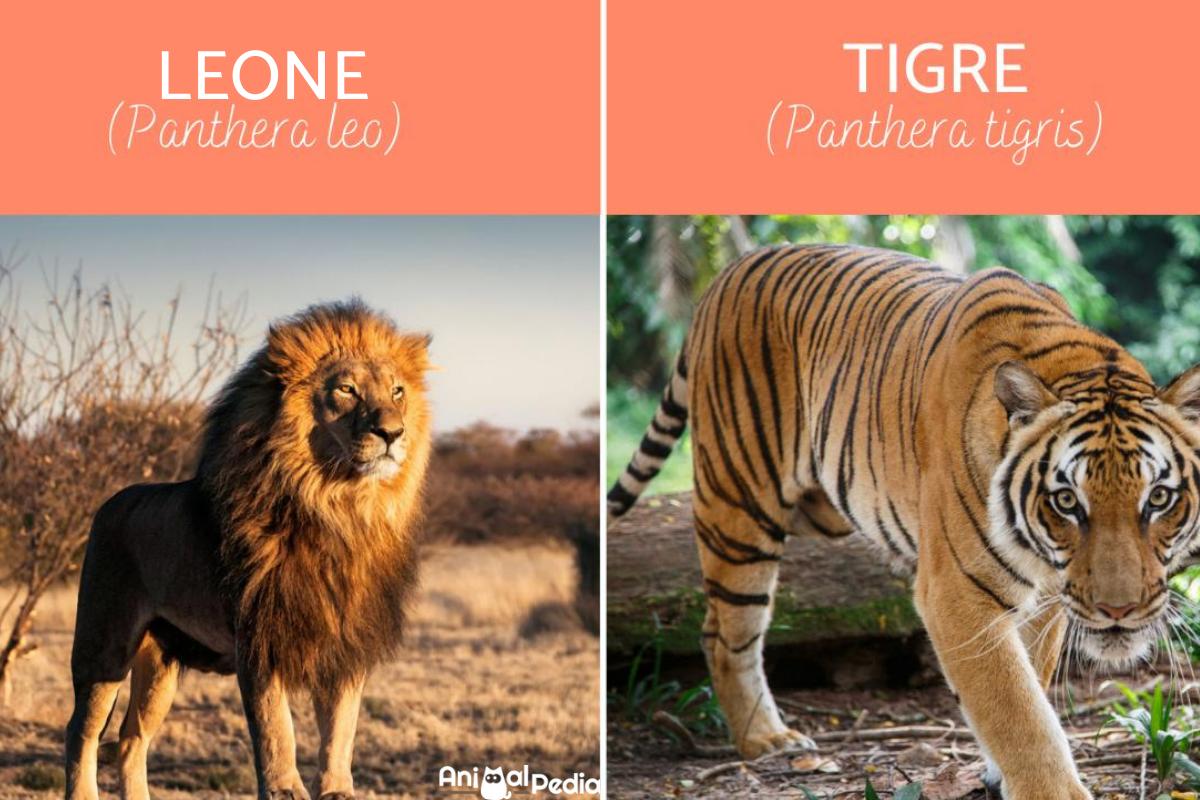 Differenze tra tigre e leone
