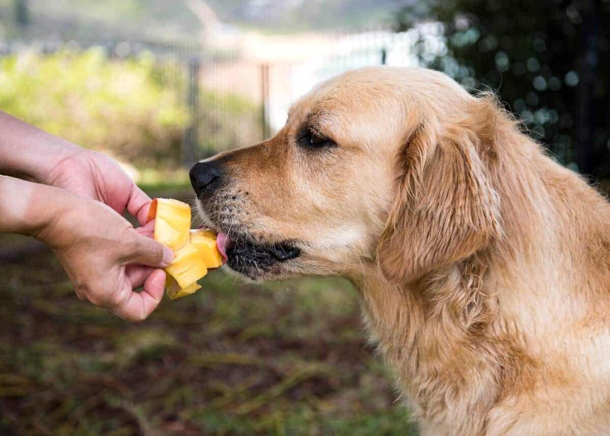 Si può dare il mango ai cani?