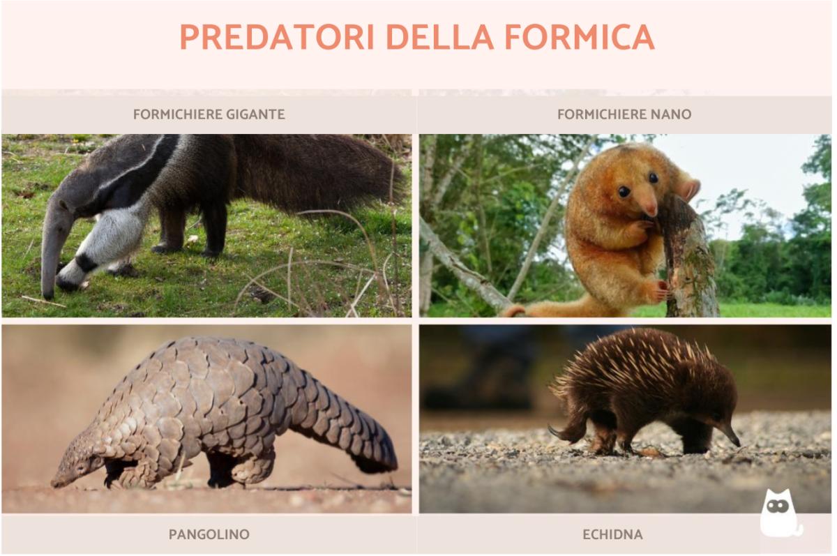 Animali che mangiano le formiche
