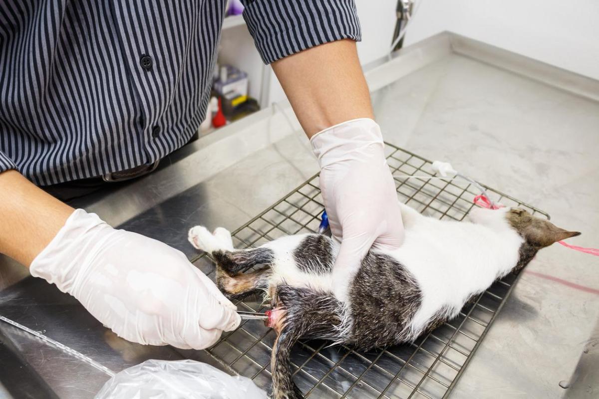 Megacolon nel gatto: Cause, sintomi e terapia