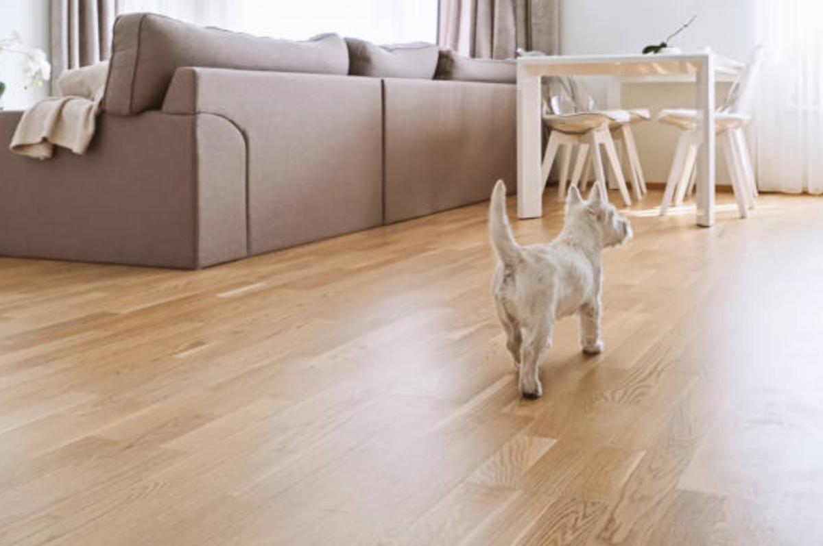 Cane agitato - Perché gira irrequieto per casa?
