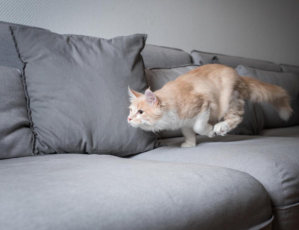 Perchè il gatto corre come un pazzo?