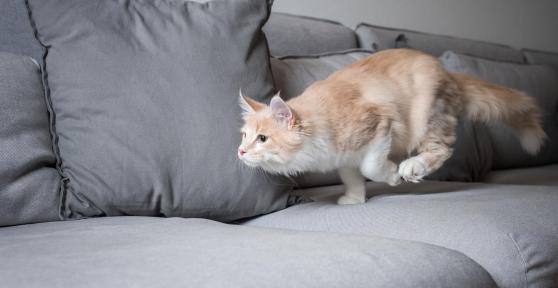 Perchè il gatto corre come un pazzo?