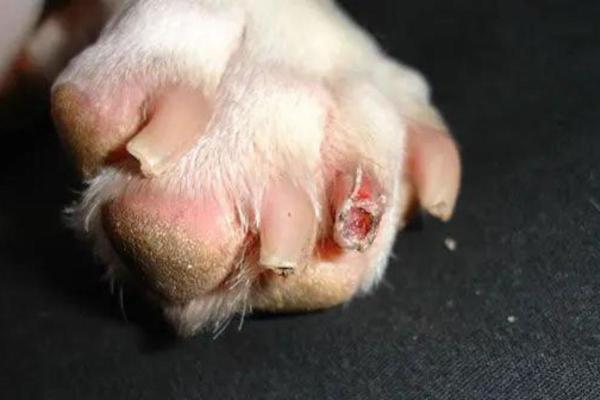 Come curare unghia infetta del cane: cause e trattamento