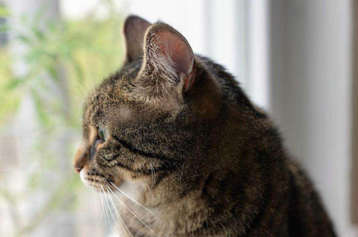 Gatto investito: cosa fare e come soccorrerlo
