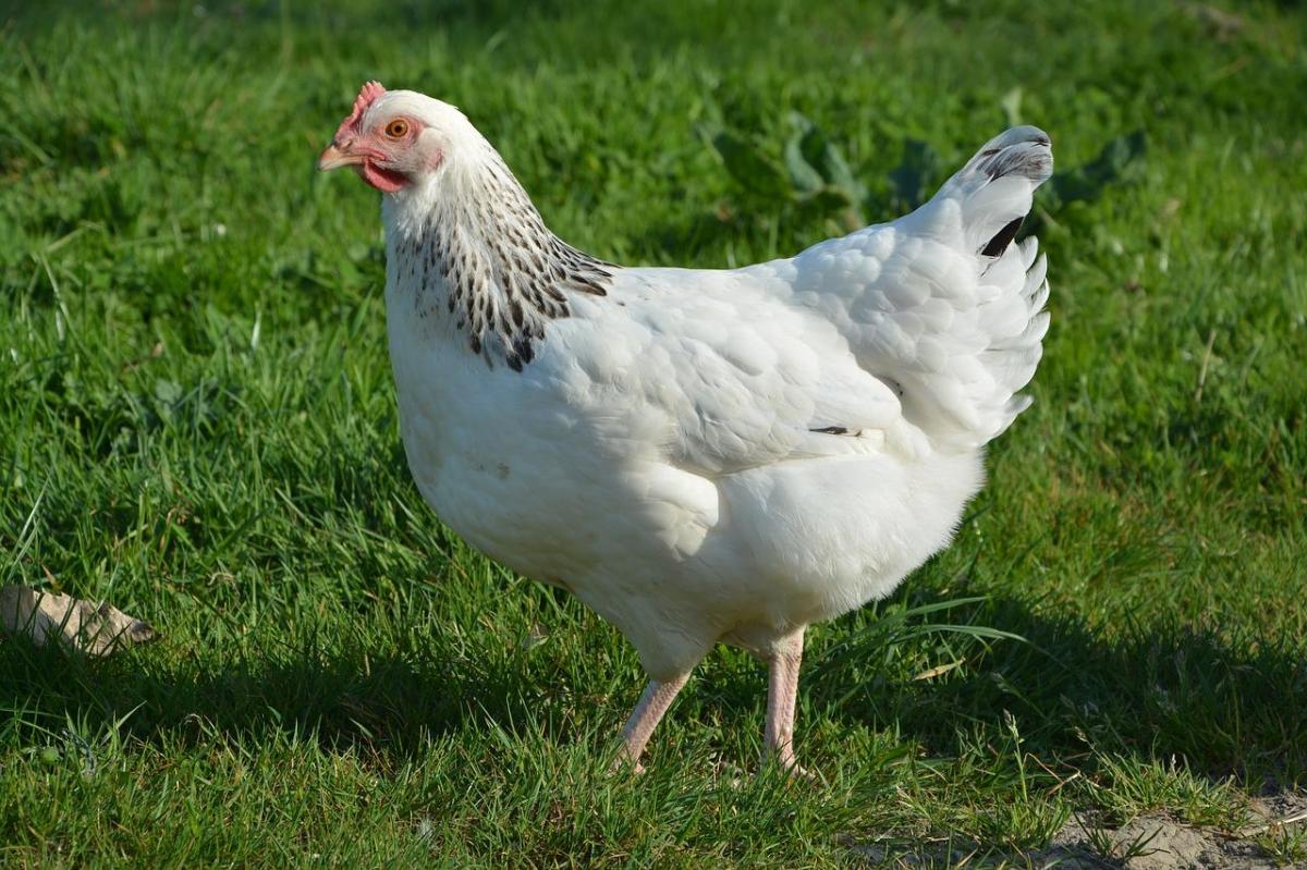 Le galline volano?