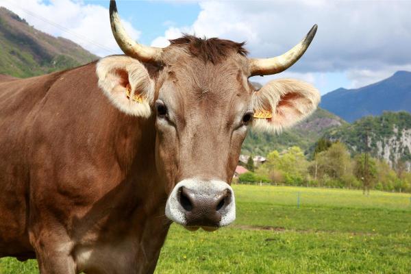 Le mucche hanno le corna?
