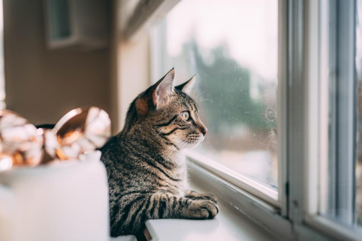 Come lasciare il gatto solo in casa