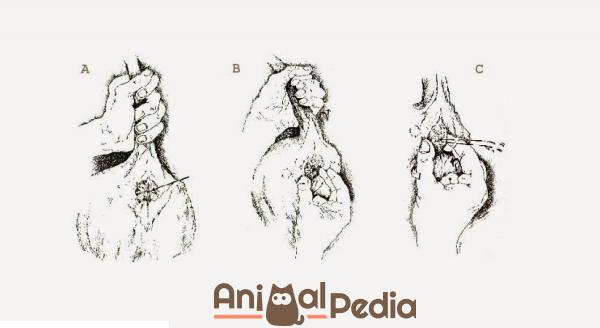 Liquido nelle ghiandole perianali del gatto - Come pulire le ghiandole perianali del gatto