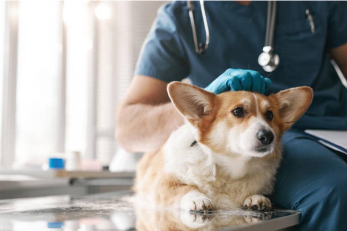Il cane starnutisce e scuote la testa: cause, cosa fare e quando preoccuparsi