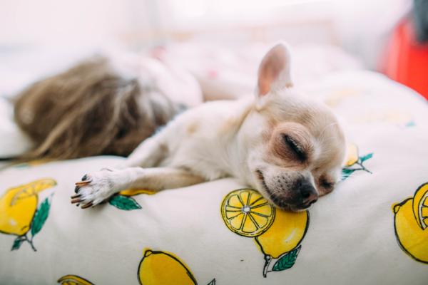 Il mio cane ha mal di pancia: cosa posso dargli?