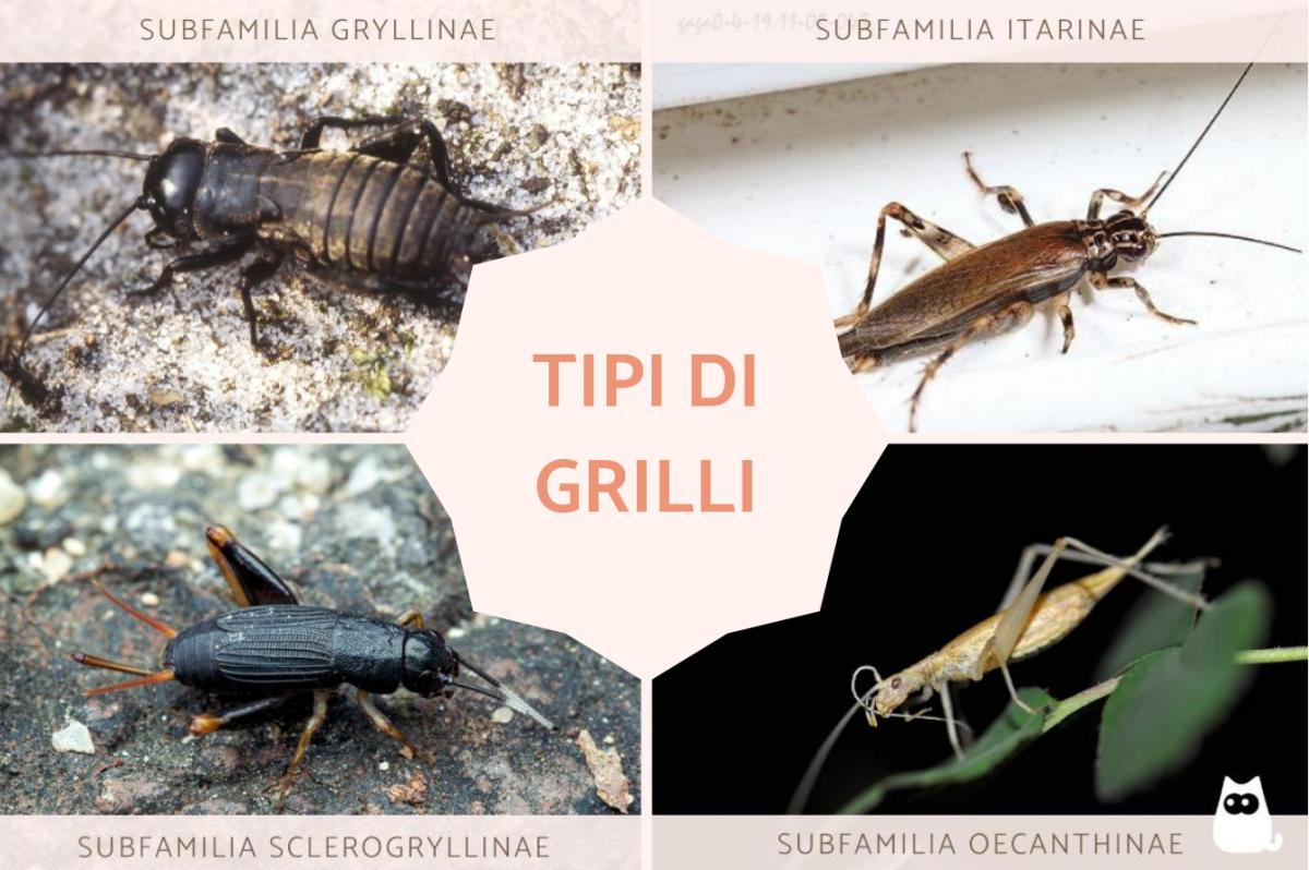 Tipi di grillo