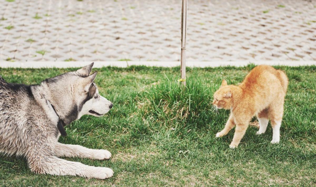 Perché i cani odiano i gatti?