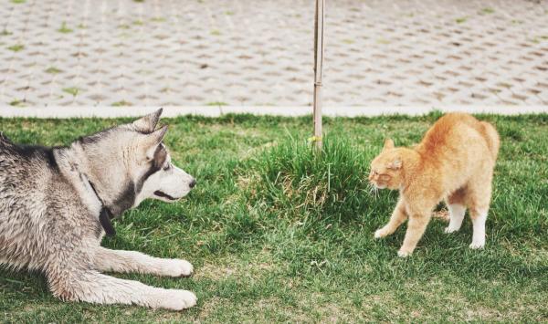 Perché i cani odiano i gatti?