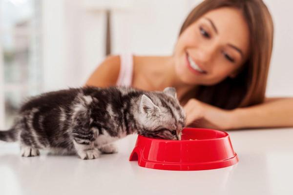 6 ricette casalinghe per cuccioli di gatto