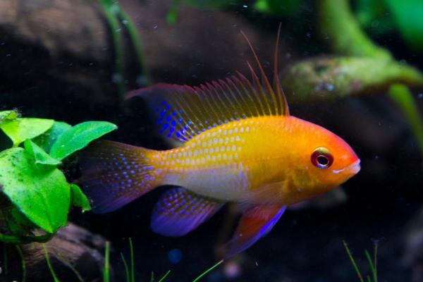 Pesci colorati d'acqua dolce - Ciclide nano di Ramirez (Mikrogeophagus ramirezi)