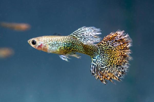 Pesci colorati d'acqua dolce - Guppy (Poecilia reticulata)