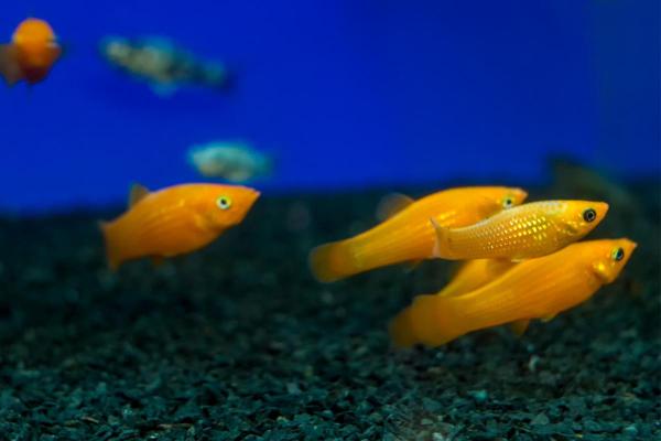 Pesci colorati d'acqua dolce - Molly (Poecilia sphenops)