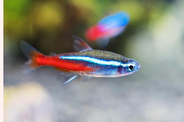 Pesci colorati d'acqua dolce - Neon (Paracheirodon innesi)