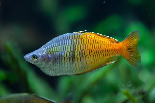 Pesci colorati d'acqua dolce - Pesce arcobaleno (Melanotaenia boesemani)