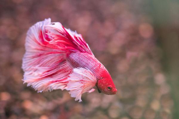 Pesci colorati d'acqua dolce - Pesce combattente (Betta splendens)