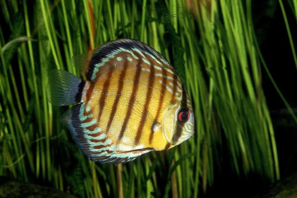 Pesci colorati d'acqua dolce - Pesce disco (Symphysodon aequifasciatus)