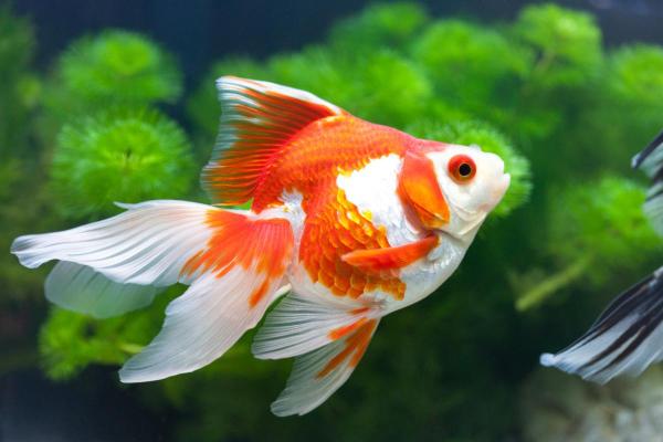 Pesci colorati d'acqua dolce - Pesce rosso (Carassius auratus)