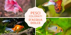 Pesci colorati d'acqua dolce